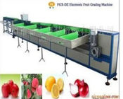 fruit washing sorting machine / weight sorting machine for Fruit