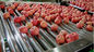 Automatic electronic fruit  sorter and weigh machine