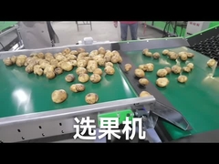 Customize Fruit Vegetable Grader